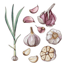 Hand Drawn Colorful Garlic. Set Sketches With Cut Garlic, Plant And Clove Of Garlic. Vector Illustration Isolated On White Background.
