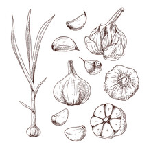 Hand Drawn Garlic. Set Sketches With Cut Garlic, Plant And Clove Of Garlic. Vector Illustration Isolated On White Background.