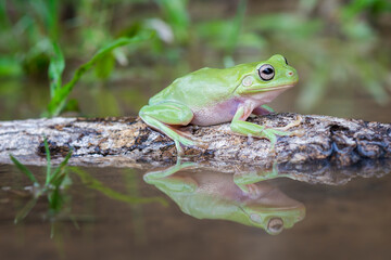 Poster - frog on a leaf