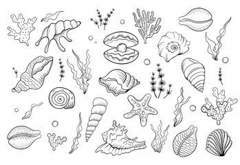 Sea shell pearl line art. Summer time beach shell. Vector hand drawn seashell. Nature ocean sketch mollusk. Water marine exotic animal, Scallop underwater tropical cockleshell.