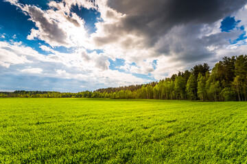 Wall Mural - Field in the forest lit by the sun coming out from under the clouds