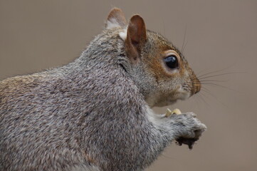 Close up portrait of a grey squirrel eating an almond