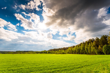 Wall Mural - Field in the forest lit by the sun coming out from under the clouds