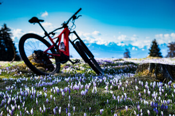 Sticker - Bicycle in a meadow of crocuses in South Tyrol, Italian Alps, Italy