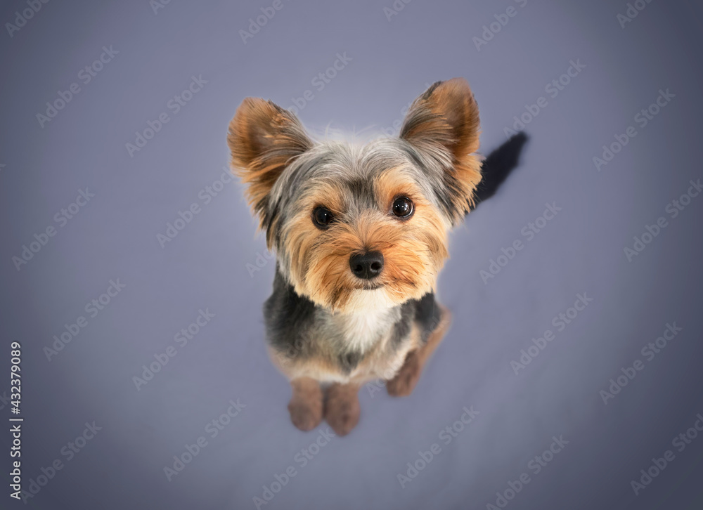 black tan and white small dog