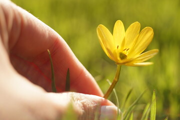 Canvas Print - Female hand wants to pick a yellow flower in a sunny spring garden.