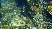 Bluespotted Grouper Or Peacock Grouper, Celestial Grouper, Peacock Hind, Roi (Cephalopholis Argus) Undersea, Red Sea, Egypt, Sinai, Ras Mohammad National Park