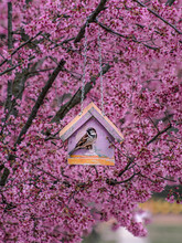 Pink Cherry Blossom In Spring Birdhouse Sparrow