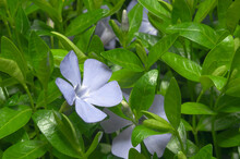 Carpet Of Blue Periwinkle Flowers In The Meadow Of Fresh Green Grass