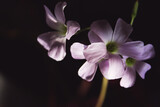 Fototapeta  - Oxalis violet indoor flower - oxalis triangularis. Butterfly-shaped leaves. Background for design, under the text. 