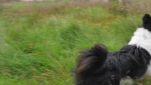 Icelandic White And Black Sheepdog On Wild Grass Exploring At Hofn Territory, Handheld Follow Shot