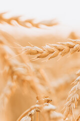 Ripe wheat ears close-up at sunset. Beautiful colorful natural background of nature.Autumn landscape.The concept of agriculture and a rich harvest.Agricultural season.vertically