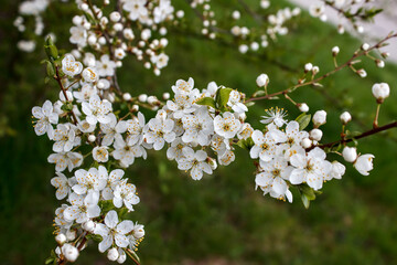 Poster - cherry blossoms on a branch