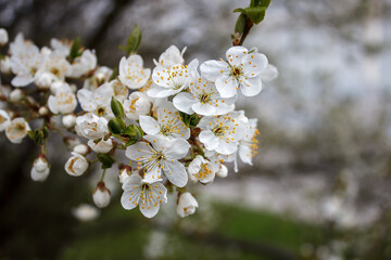 Poster - cherry blossoms on a branch