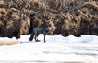 Silver Fox in Fairbanks, Alaska