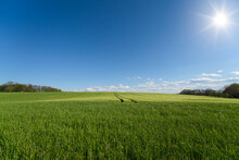 Beautiful sun on a green wheat field and blue sky
