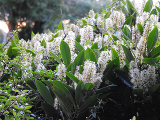 Wall Mural - Shrub with white flowers