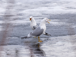 Wall Mural - Common gull, mew gull, or sea mew pair