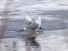 Common Gull, Mew Gull, Or Sea Mew Pair