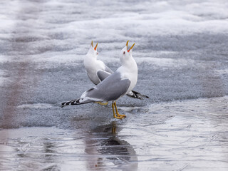 Wall Mural - Common gull, mew gull, or sea mew pair