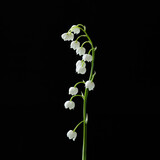 Fototapeta  - Lily of the valley flower isolated on black background