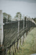 Vertical shot of a special net at a vineyard