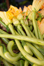 The Trombetta Courgette From Albenga Is An Elongated Courgette Typical Of The Western Coast Of Liguria