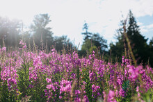 Beautiful Pink Wildflowers In Sunny Light On Background Of Mountain Hills. Fireweed Blooming Flowers