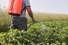 A Farmer With A Mist Sprayer Treats The Potato Plantation From Pests And Fungus Infection. Use Chemicals In Agriculture. Agriculture And Agribusiness. Harvest Processing. Protection And Care