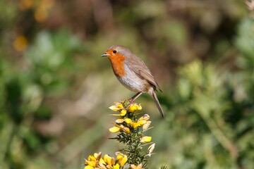 Wall Mural - robin on a Gorse bush