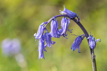 Close Up Of A Common Bluebell (hyacinthoides Non Scripta) Flower In Bloom