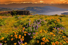 Lupine And Balsom Root Flowers At Peak Bloom At Sunrise At The Tom McCall Preserve Near Rowena In The Columbia River Gorge National Scenic Area, Oregon