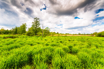 Forest swamp on a cloudy summer day