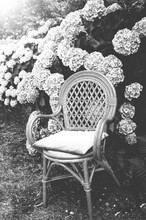 Wicker Chair With Faded Velvet Pillow And Hydrangea Bushes In The Garden. Brittany, France. Vacation At Countryside Background. Black White Historic Photo