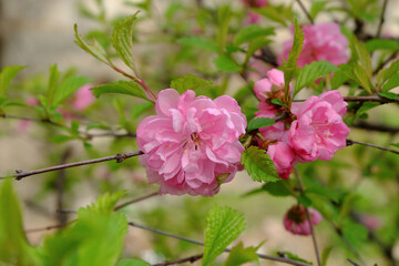 Louiseania or Prunus triloba. Bright red flowers of Luiseania tri-lobed, also known as Sibra cherry.