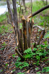 Canvas Print - Bite trunk from a beaver outdoors in nature.