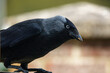 closeup of a jackdaw on the wooden bird table