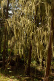 Fototapeta Sypialnia - Trees covered in Spanish moss in Monterey CA