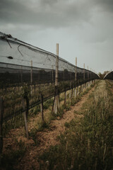 Poster - Vertical shot of an intensive garden in the countryside in a gloomy weather