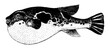 Fugu fish, Takifugu. Fish collection. Healthy lifestyle, delicious food, ichthyology scientific drawings. Hand-drawn images, black and white graphics.