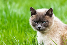 Portrait Of An Angry Cat With Blue Eyes Sitting In The Green Field