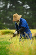 A Japanese farmer wearing a blue dress and a wicker hat, harvesting rice in a field, rice plants in golden yellow in rural Niigata Prefecture, Japan.