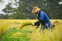 A Japanese Farmer Wearing A Blue Dress And A Wicker Hat, Harvesting Rice In A Field, Rice Plants In Golden Yellow In Rural Niigata Prefecture, Japan.