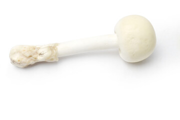 mushroom on white background