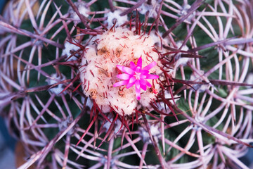 Poster - The cactus is blooming beautiful pink