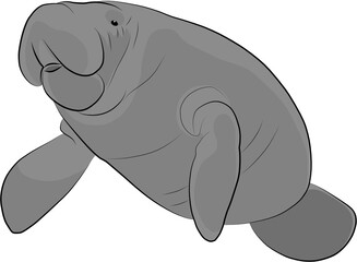 Wall Mural - Manatee