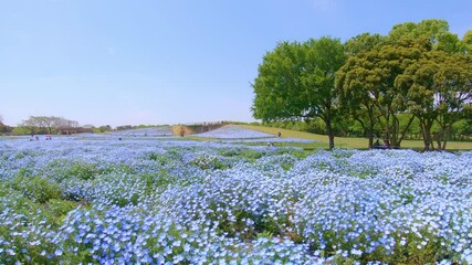Wall Mural - Beautiful flowers of Nemofira, blue flowers in blooming, Flower carpet in spring.
