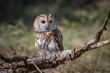 a close up full length portrait of a tawny owl, strix aluco, facing forward and perched on top of an