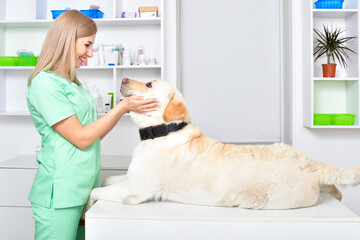 Smiling female veterinarian and young labrador dog