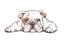 Cute English Bulldog Sketch. Vector Illustration In Hand-drawn Style